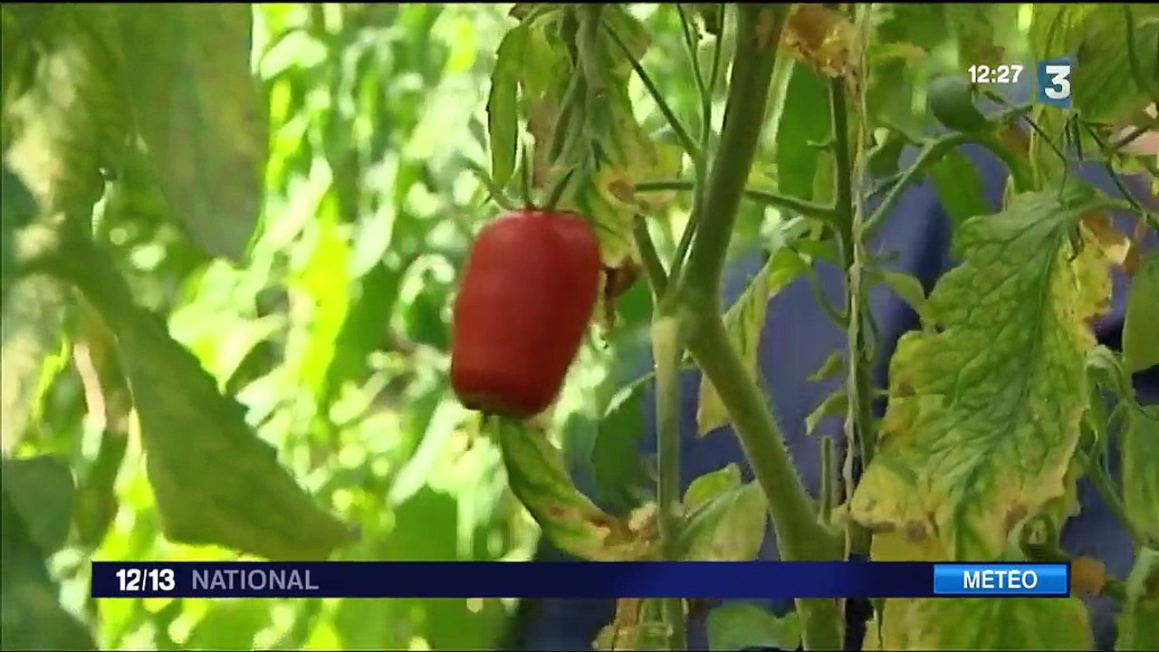 Météo : les agriculteurs attendent la pluie