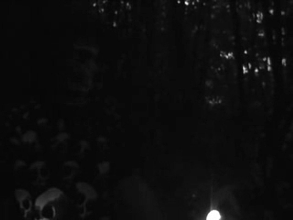 Terreur dans les bois.