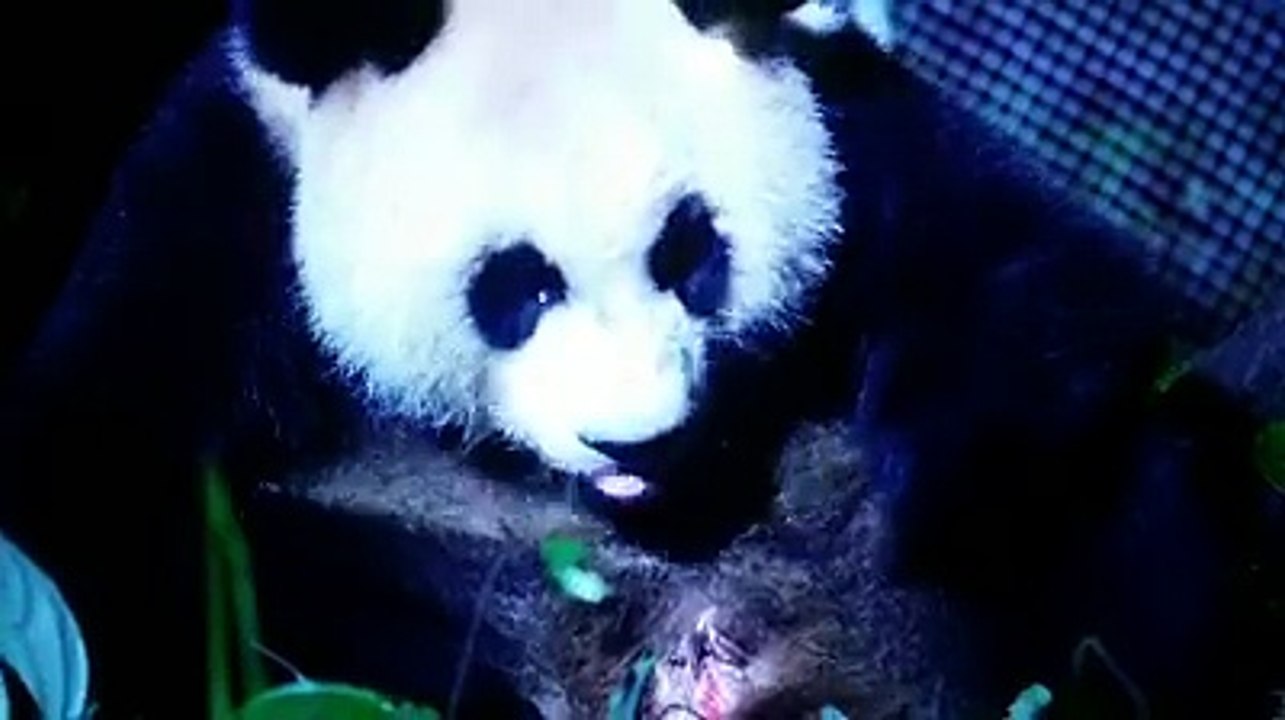 panda very beautiful