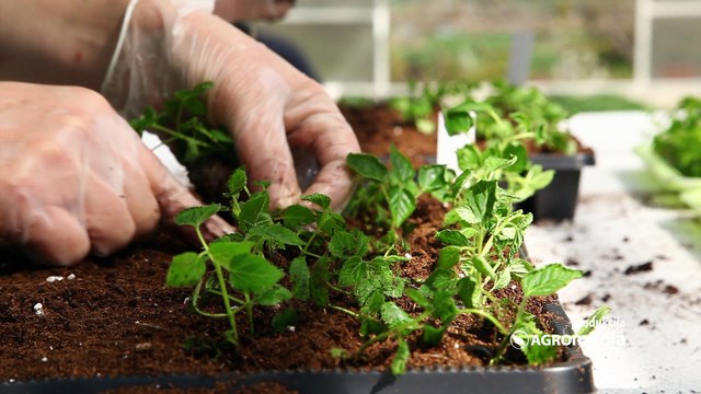 PITALI SMO STRUČNJAKE: Kako nastaju HIBRIDI PARADAJZA? Evo šta smo saznali!