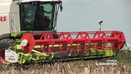 Saznali smo šta ratari očekuju od ovogodišnje žetve pšenice!