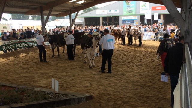 Les animaux vedettes de la foire Sainte-Croix