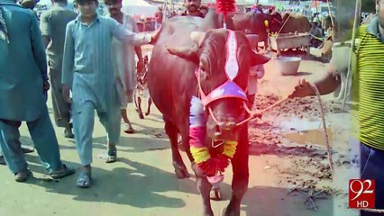 Sheru in Lahore Nishtar Town Mandi - 92NewsHD