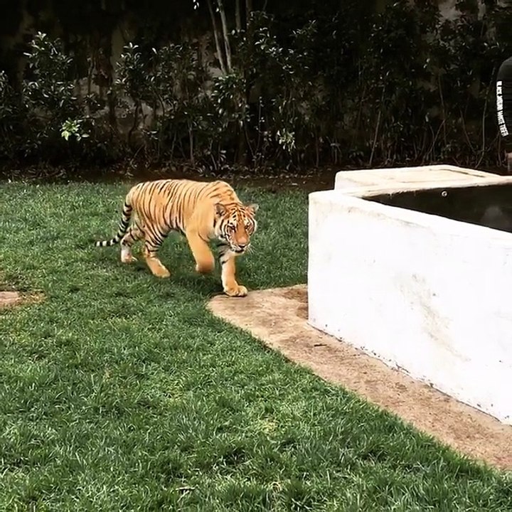 Lewis Hamilton est un grand malade, il fait peur à un tigre