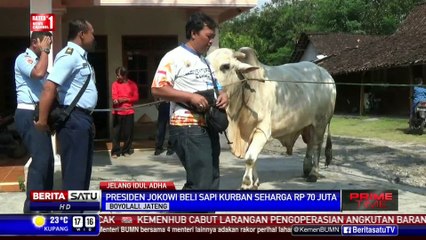Jokowi Sumbang 2 Ekor Sapi ke Mesjid di Solo