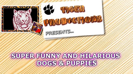 Dogs & puppies make us laugh no matter what! - Funny dog compilation