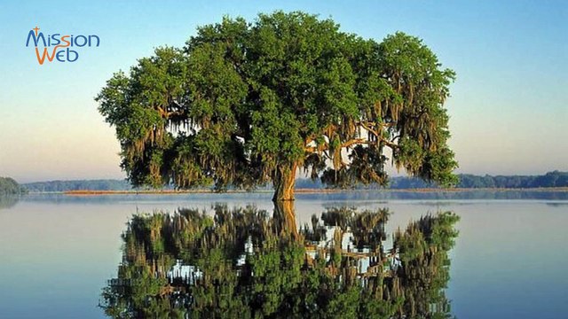 Psaume 1 - Bible - Livre des Psaumes