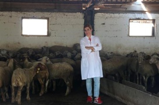 Üniversiteli Kurbanlıklar Yok Satıyor