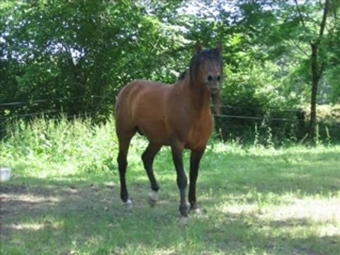 Album de chevaux espagnol