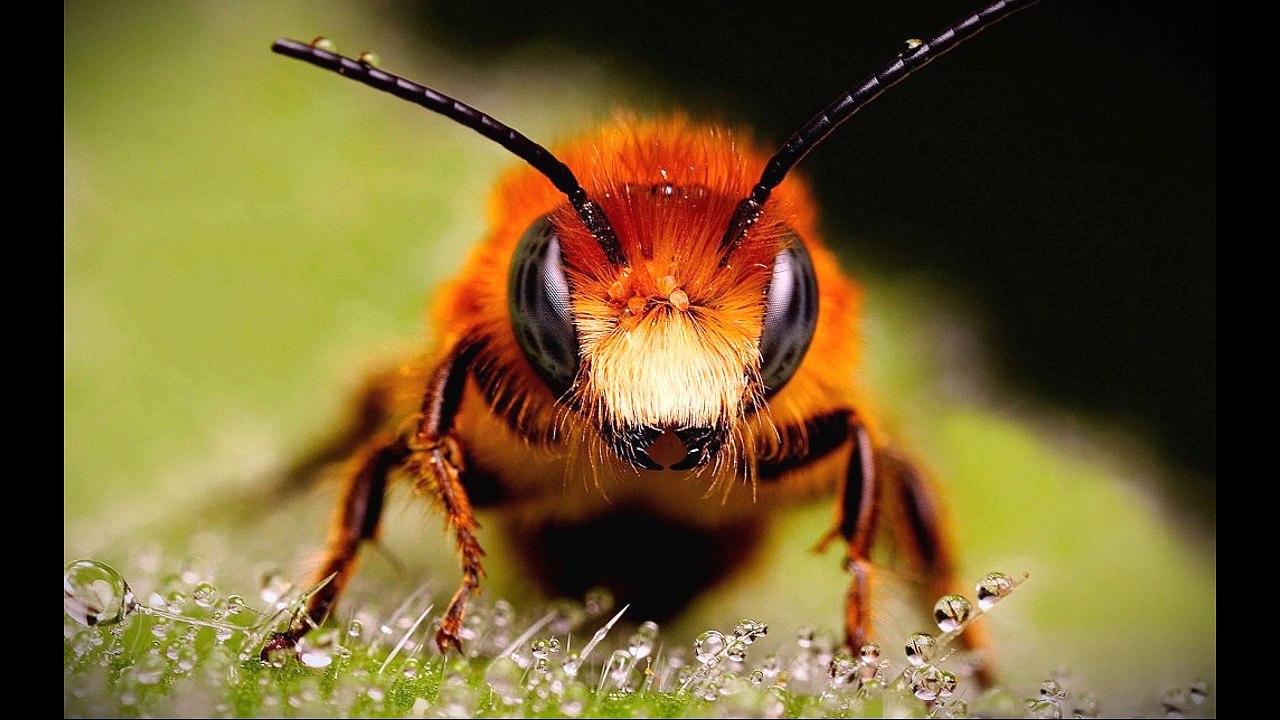 Falls Pest Control