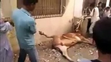Querbani Cow Escaping Video - Video Dailymotion