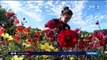 Coutances : au Festival des dahlias et des jardins, c'est 