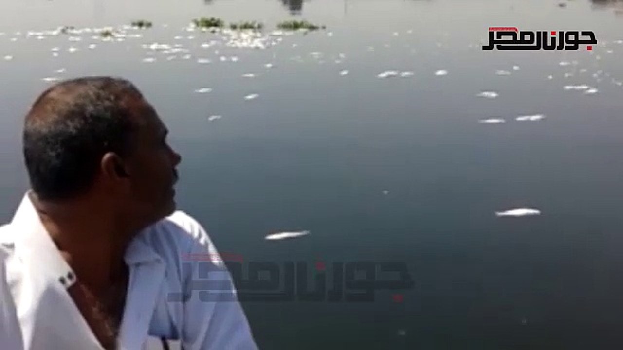 نفوق أطنان الأسماك بنيل الغربية