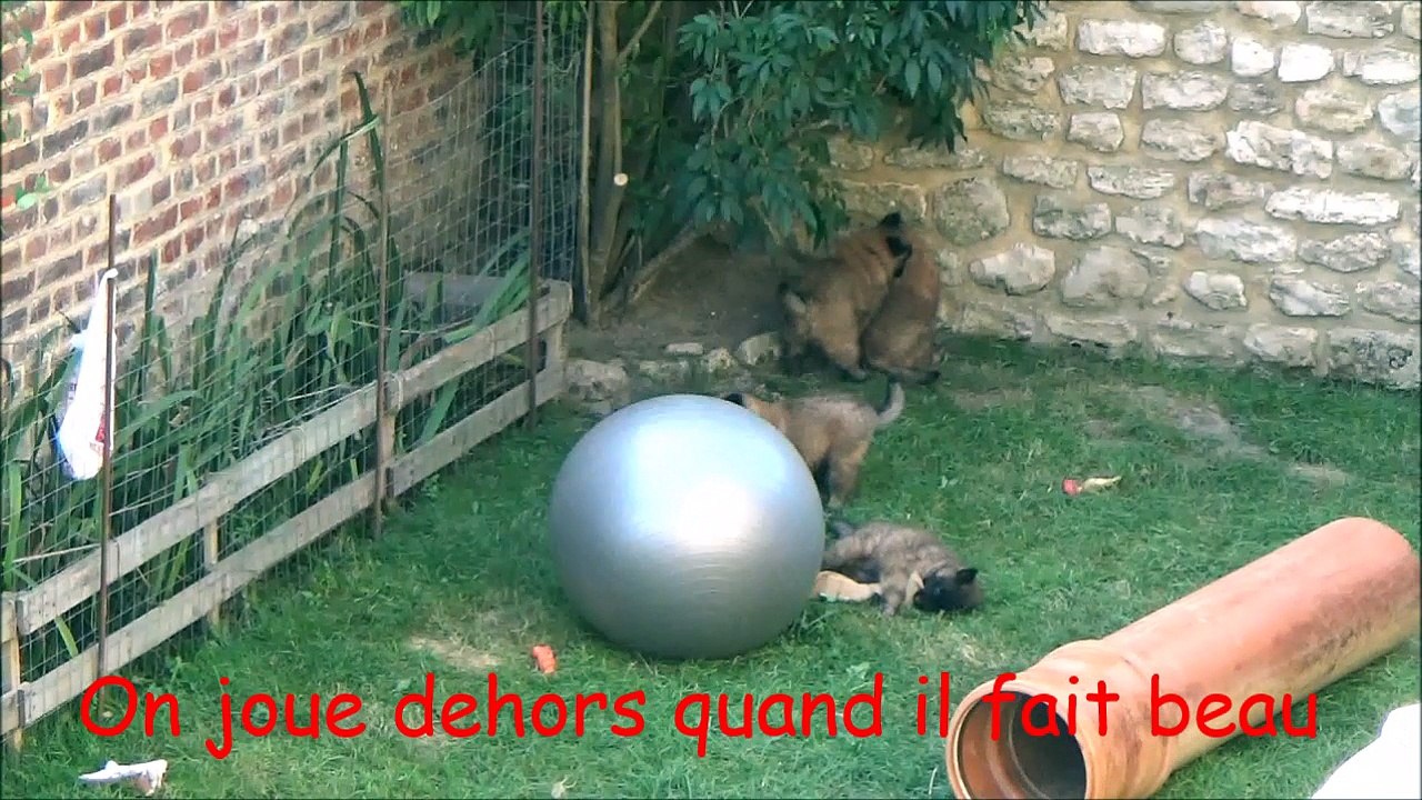 Elevage de Tervueren La Ckaliksou