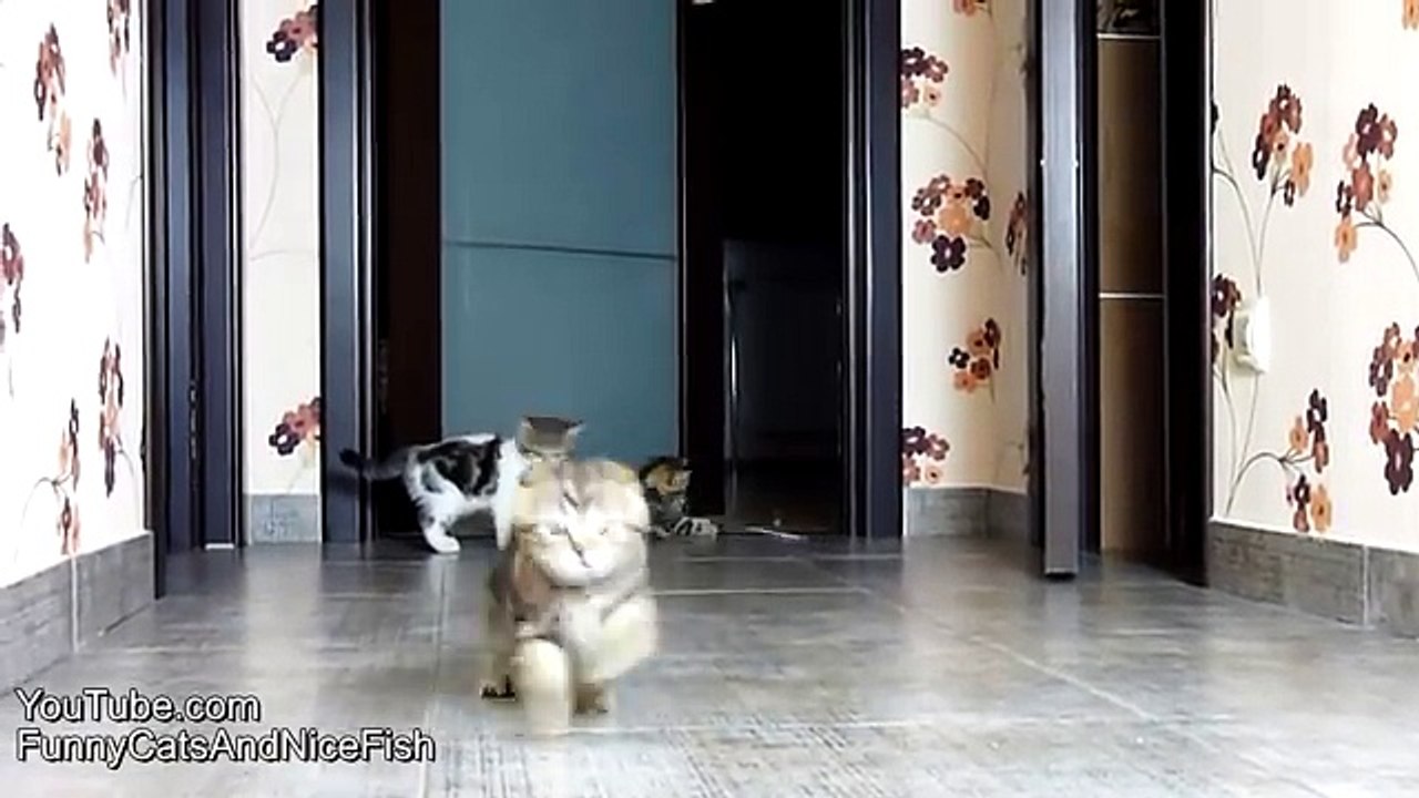 Funny Cats F1 racing