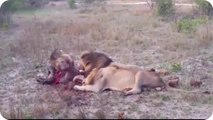 Most Amazing Wild Animal Attacks ,lion,hyenas, crocodiles, zebras