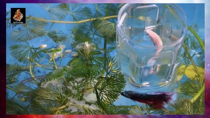Betta Fish Breeding Halfmoon