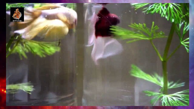 Yellow Butterfly Halfmoon Betta Vs Red Fullmoon Betta Fish