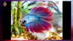 Types And Their Names Of Betta fish