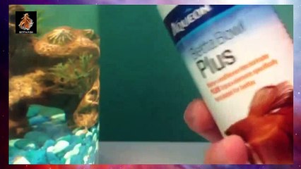 Betta Fish Tank - How To Clean