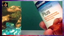 Betta Fish Tank - How To Clean
