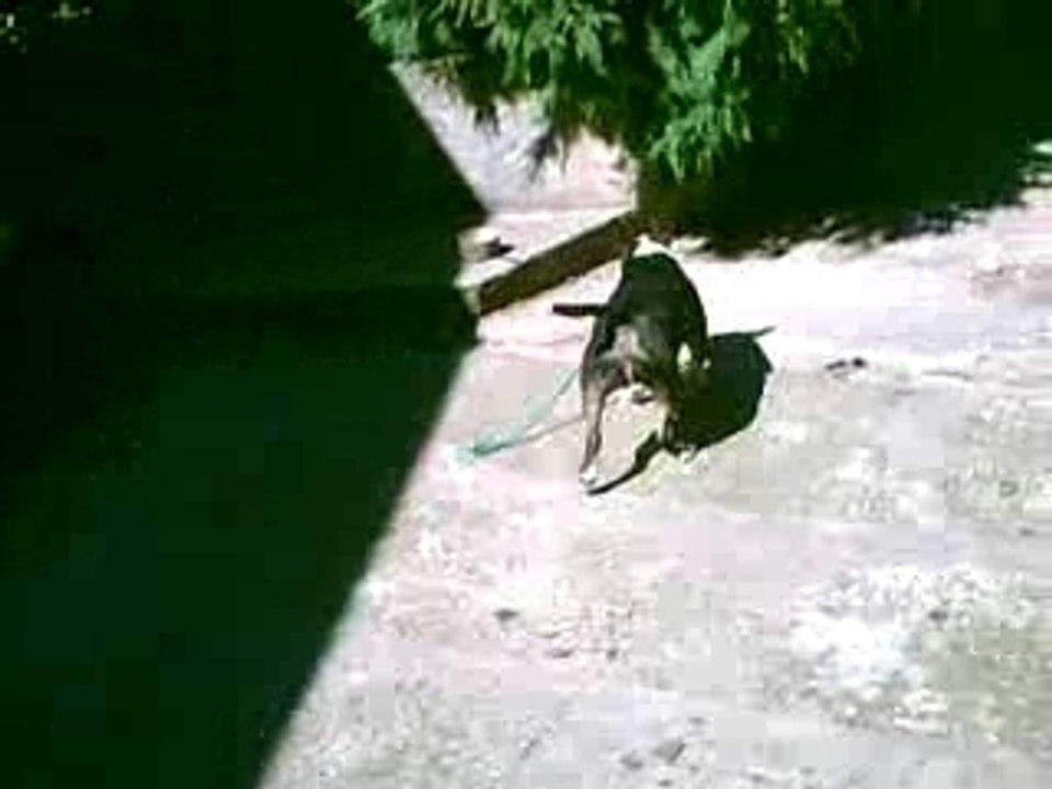 " MON VARGAS ET SA LAISSE - LASSO VERTE "