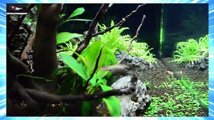 My Red Bee Shrimps in Nano Cube