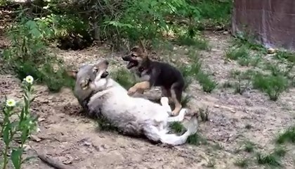Huge Wolf Can’t Contain His Excitement When He Meets A Tiny Puppy