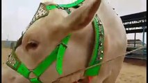 cow mandi 2016-- cow qurbani -- - eid ul adha - cow qurbani 2016 -- eid ul adha natok 2016