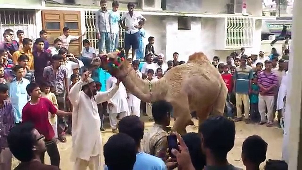 Cow Qurbani - 2016 - Anari Qasai - Eid ul adha - cow qurbani anari qasai qurbani
