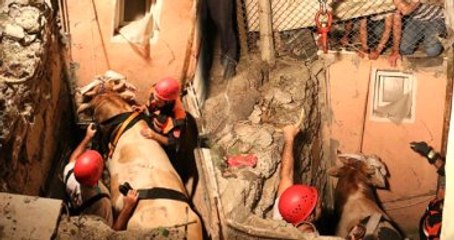 3 Metrelik Boşluğa Düşen Kurbanlık Boğayı İtfaiye Kurtardı