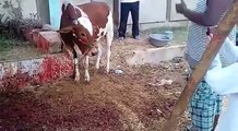 very danger cow  2016 - Nakra eid 2016