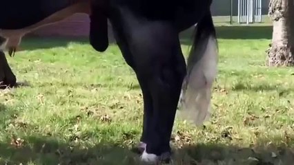 Allah Ki Qudrat Cow Qurbani 2016 Karachi Pakistan Mandi Dunya Ka Sb Sa Bara Janwar