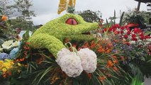 Figuras de animales hechas con flores recorren las calles de la ciudad panameña de Volcán