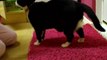 Funny animal videos: Funny Fat Cats vs Doors Compilation