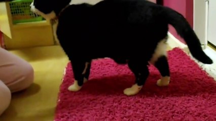 Funny animal videos: Funny Fat Cats vs Doors Compilation