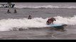 Who said dogs can’t ride the waves too World's first International Dog Surfing Championship
