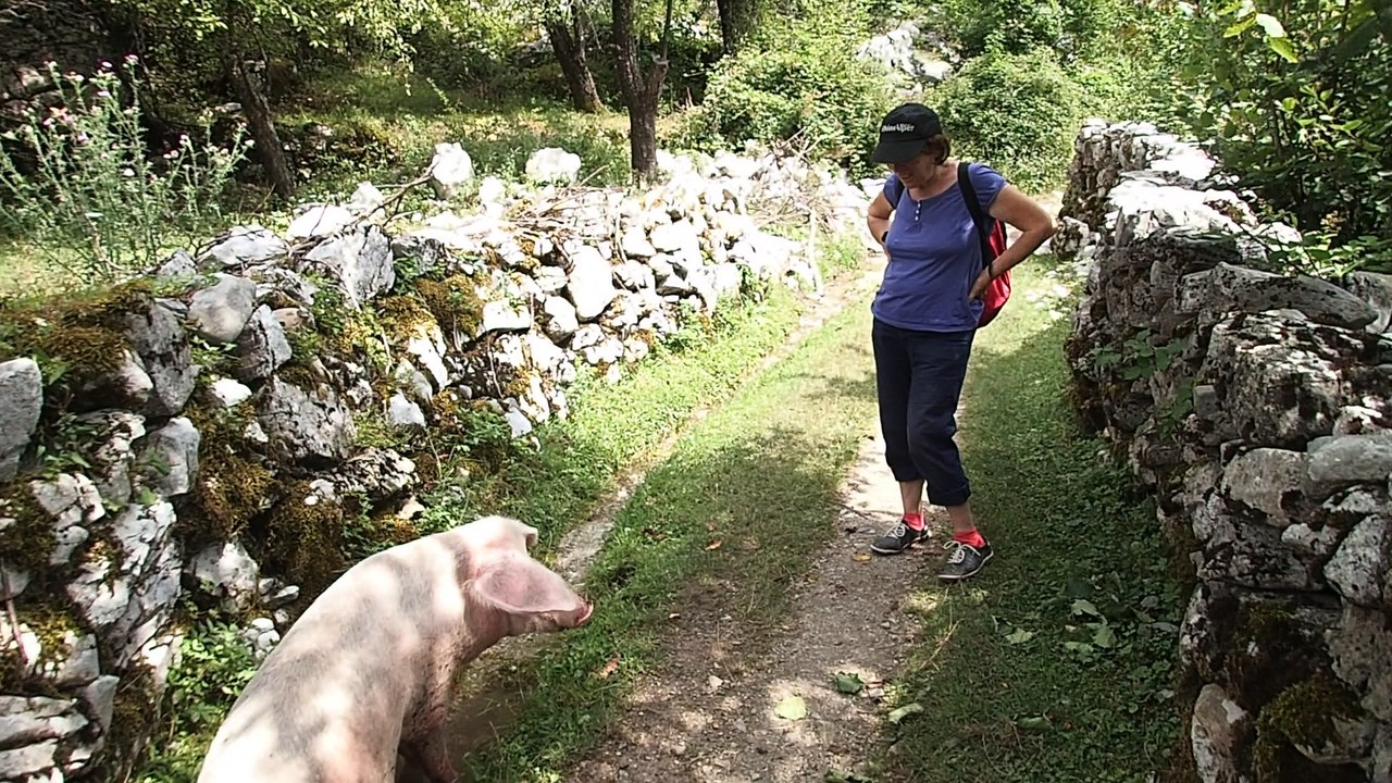 Le cochon de Theth