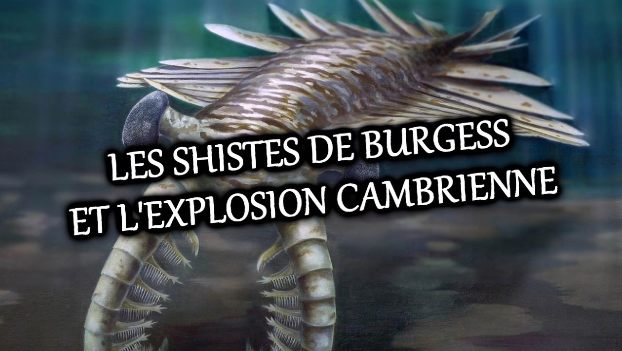 PALÉOWORLD 10 - LES SHISTES DE BURGESS ET L'EXPLOSION CAMBRIENNE