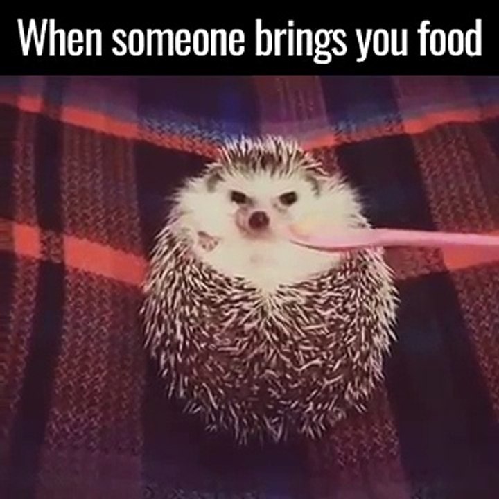 Ce hérisson boudeur change d'attitude devant un petit bout de pomme et c'est trop mignon !