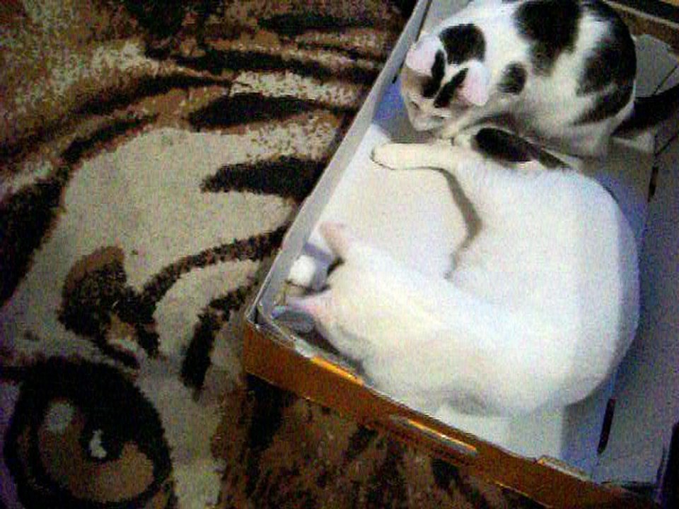 Harvey und Vinzent am 10.09.2016