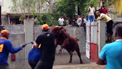 Cow qurbani out of control on Eid Festival