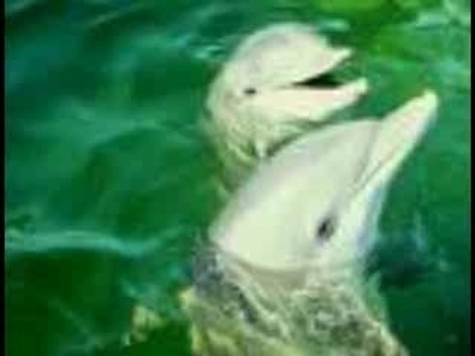 Diaporama Dauphin