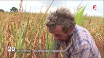 Sécheresse : les céréaliers s'inquiètent
