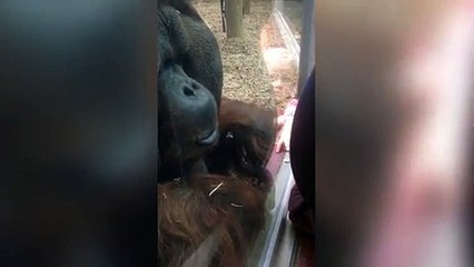 Orangotango reage a barriga gravida desta rapariga