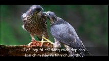 Loài người chỉ đáng xách dép cho loài chim này về tính chung thủy