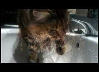 Soif  de chat norvegien.