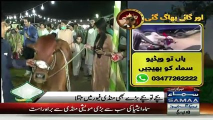 See The Reaction Of Female News Reporter When Cow Try To Hit Her.