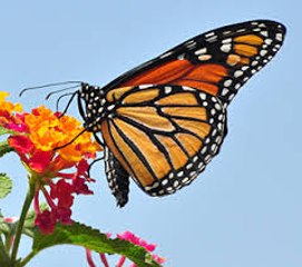 Great video of Monarch Butterfly life cycle, emerging from Chrysalis