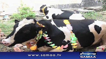 Dutch bulls at Lahore Maveshi Mandi _ SAMAA TV